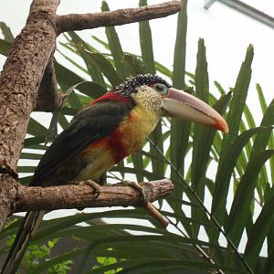 Curly-crested Aracari