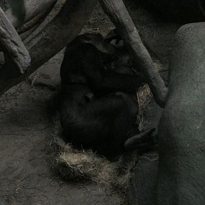 gorillas at tropic world