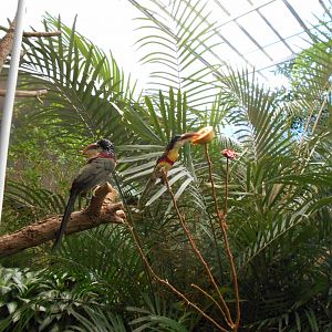 Curly-crested Aracaris