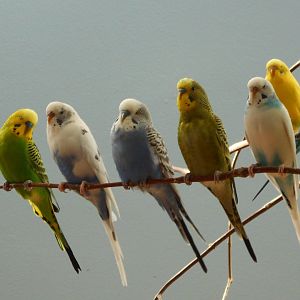 Budgerigars (Wild Encounters)