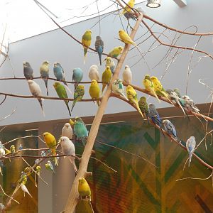 Budgies (Wild Encounters)