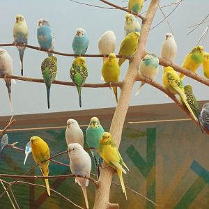Budgies (Wild Encounters)