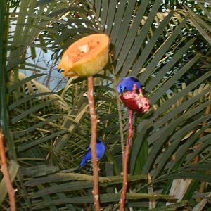 Purple Honeycreepers