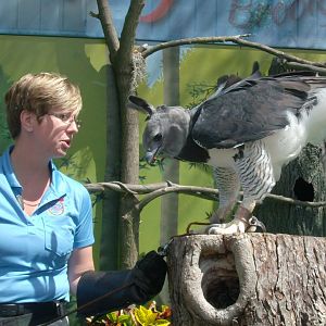 Harpy Eagle (2015)