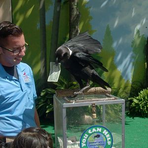 Trained African Pied Crow (2015)