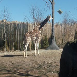 Giraffe Yard February 2017