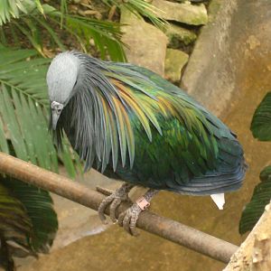 Nicobar Pigeon