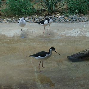 Shorebirds (black-necked stilt and avocet)
