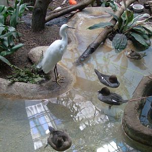 Egrets and tiny ducks