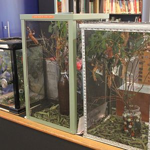 Phasmid exhibits