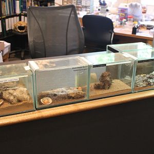 Red Back Spider, Black House Spider, White-tailed Spider & Wolf Spider exhibits