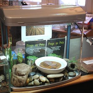 Green Tree Frog exhibit