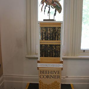 Bee exhibit