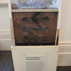 Bulldog Ant exhibit