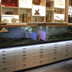 Waterdragon & Eastern Bluetongue, Shingleback exhibits