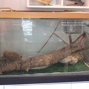 Murray Darling Python exhibit