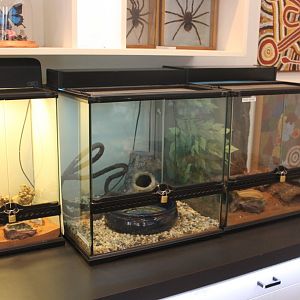 Velvet Gecko, Children's Python & Tree Skink exhibits