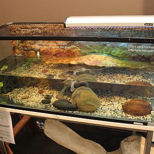 Murray River Turtle exhibit