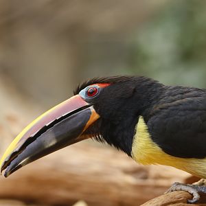 Green aracari (Pteroglossus viridis)