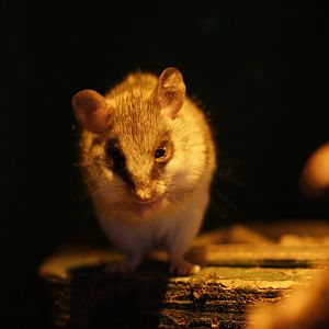 Acacia rat (Thallomys paedulcus)
