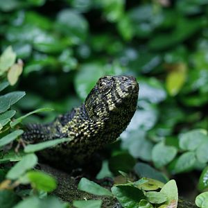 Chinese crocodile lizard (Shinisaurus crocodilurus)