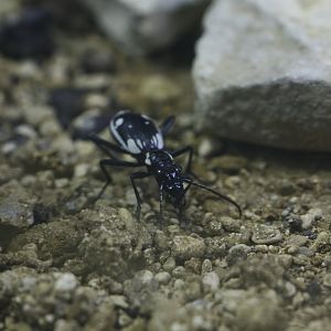 Tiger beetle (Anthia sexmaculata)