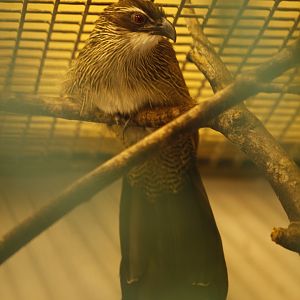 White-browed coucal (Centropus superciliosus)