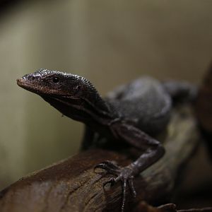 Black tree monitor (Varanus beccarii)