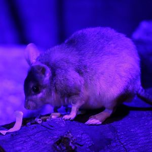 Malagasy giant rat (Hypogeomys antimena)