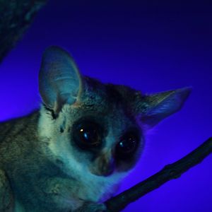 Senegal bushbaby (Galago senegalensis)
