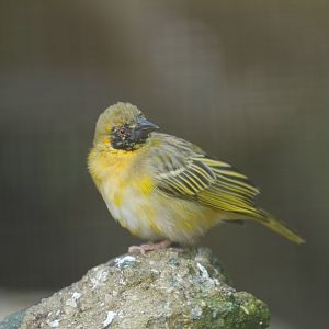 Southern masked-weaver (Ploceus velatus)