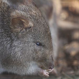 Long-nosed potoroo (Potorous tridactylus)