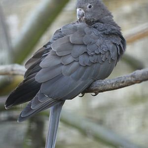 Lesser vasa parrot (Coracopsis nigra)