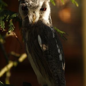 Southern white-faced owl (Ptilopsis granti)