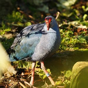 Grey-headed swamphen (Porphyrio porphyrio poliocephalus)
