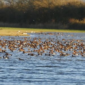 Wigeon, wigeon everywhere
