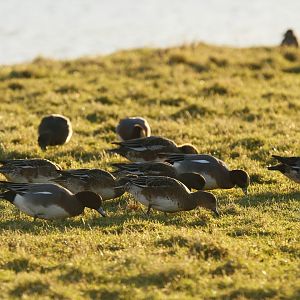 Somewhat closer wigeon
