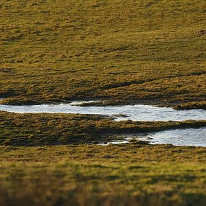 Little stint (Calidris minuta)