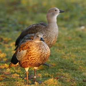 Blue-winged goose (Cyanochen cyanoptera)