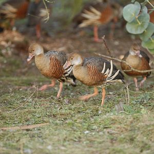 Plumed whistling duck (Dendrocygna eytoni)
