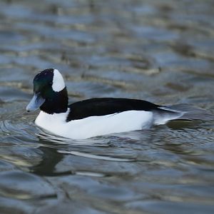 Bufflehead (Bucephala albeola)