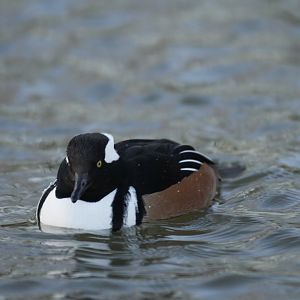 Hooded merganser (Lophodytes cucullatus)