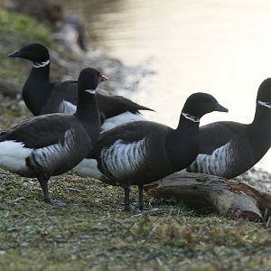 Pacific brent goose (Branta bernicla nigricans)