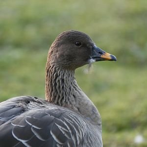 Pink-footed goose (Anser brachyrhynchus)