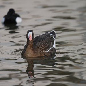 White-fronted goose (Anser albifrons)