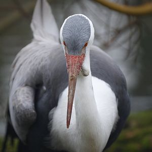 Wattled crane (Grus carunculata)