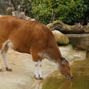 Javan banteng (Bos javanicus javanicus)