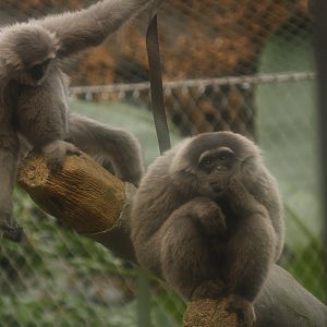 Silvery gibbon (Hylobates moloch)