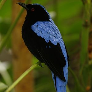 Asian Fairy-bluebird (Irena puella)