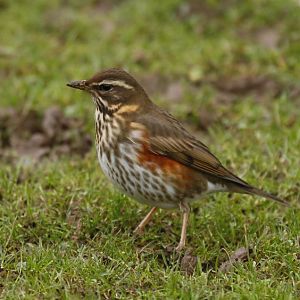 Wild redwing (Turdus iliacus)